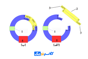 اتصال-DNA-به-ناقل-و-تشکیل-DNA-نوترکیب