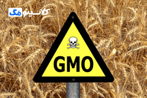 جداسازی-سلول_های-تراژنی