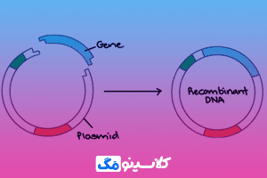 مراحل خلاصه کلونینگ