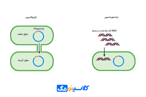 واردکردن-DNA-نوترکیب-به-سلول-میزبان
