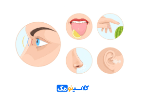 گیرنده‌های حسی